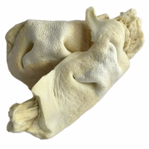 Runderneuzen Wit - 1kg