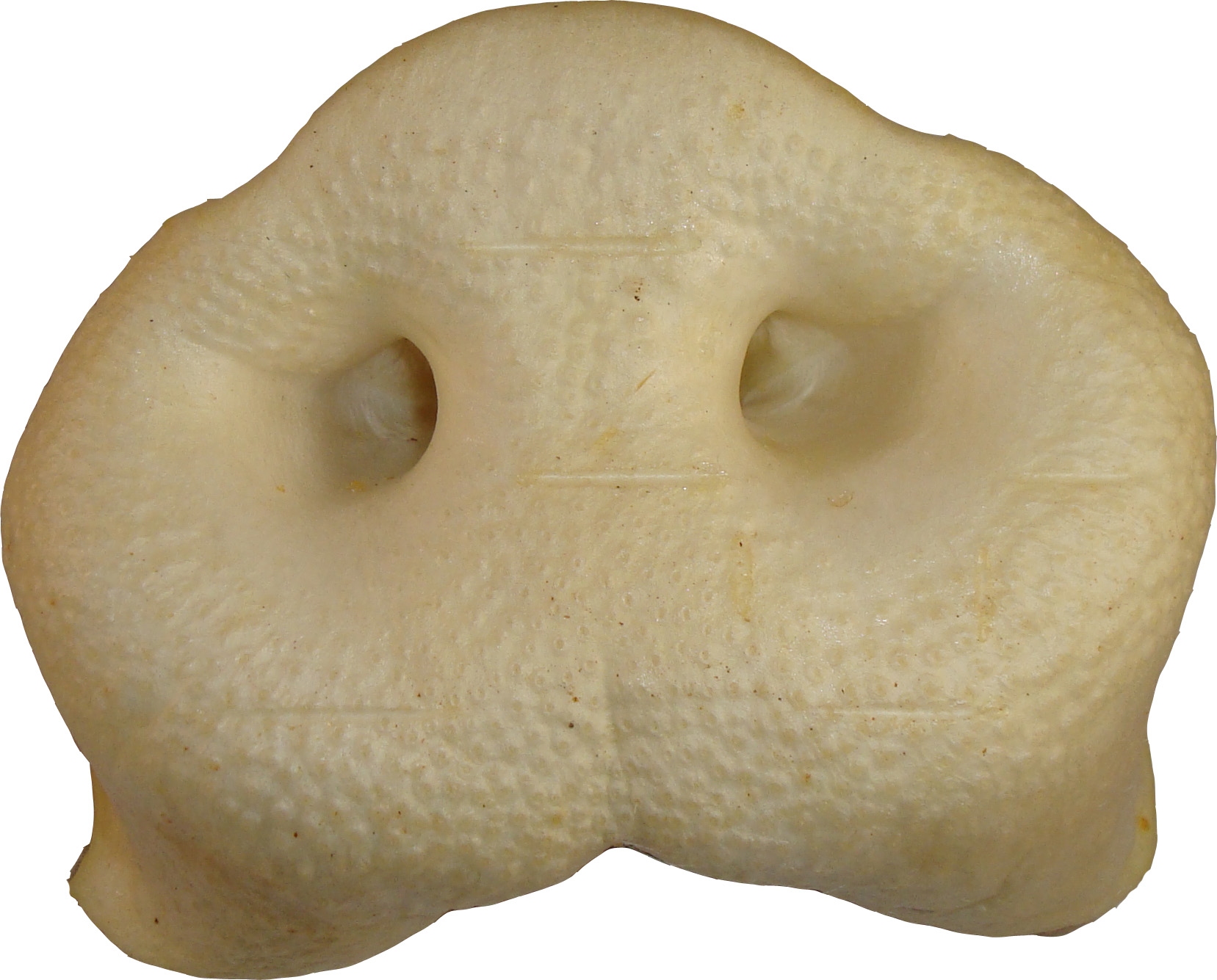 UITVERKOOP Honingneuzen - 75 stuks
